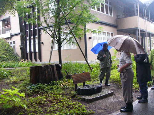 野草園のメタセコイア.JPG